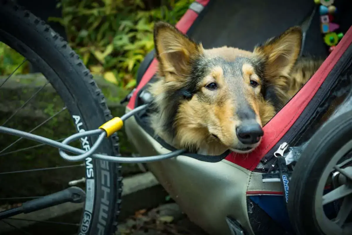 can you put dog in a human bike trailer